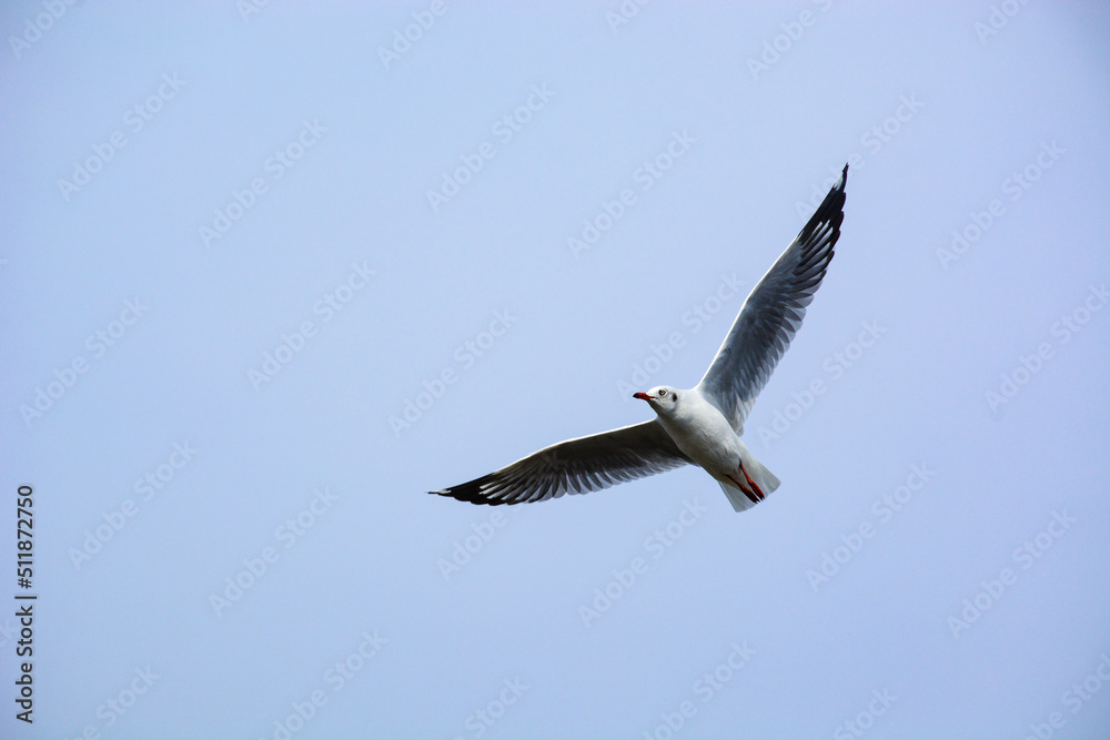 Obraz premium seagull in flight