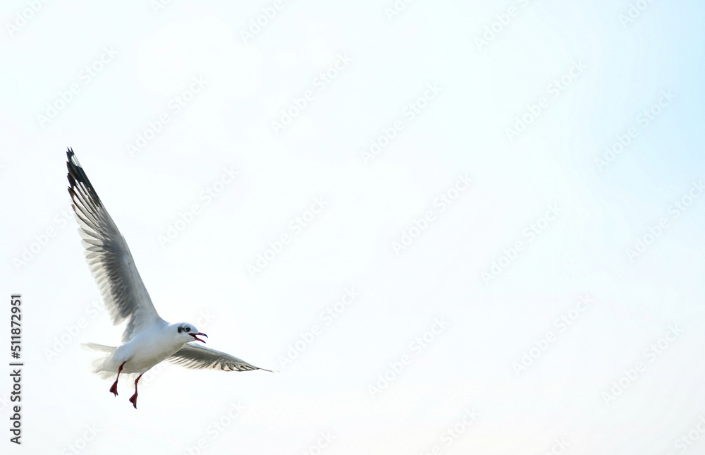 Obraz premium seagull in flight
