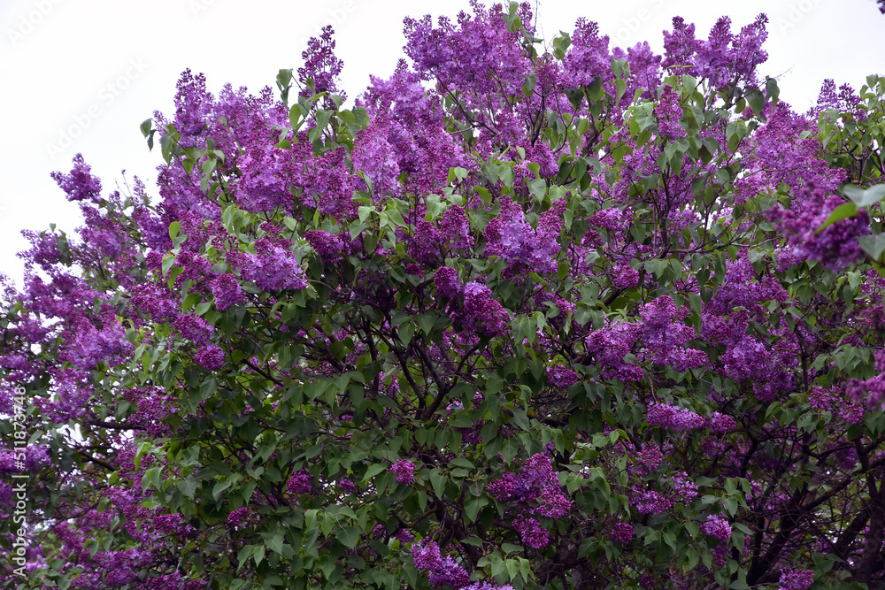 Blooming lilac trees in the Lilacs garden in Moscow