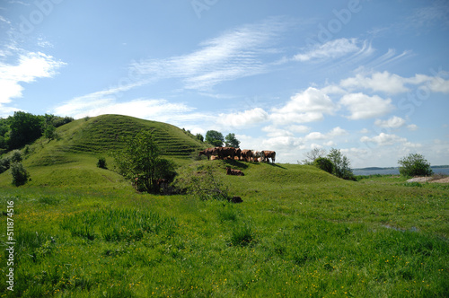 Cows and green landscape