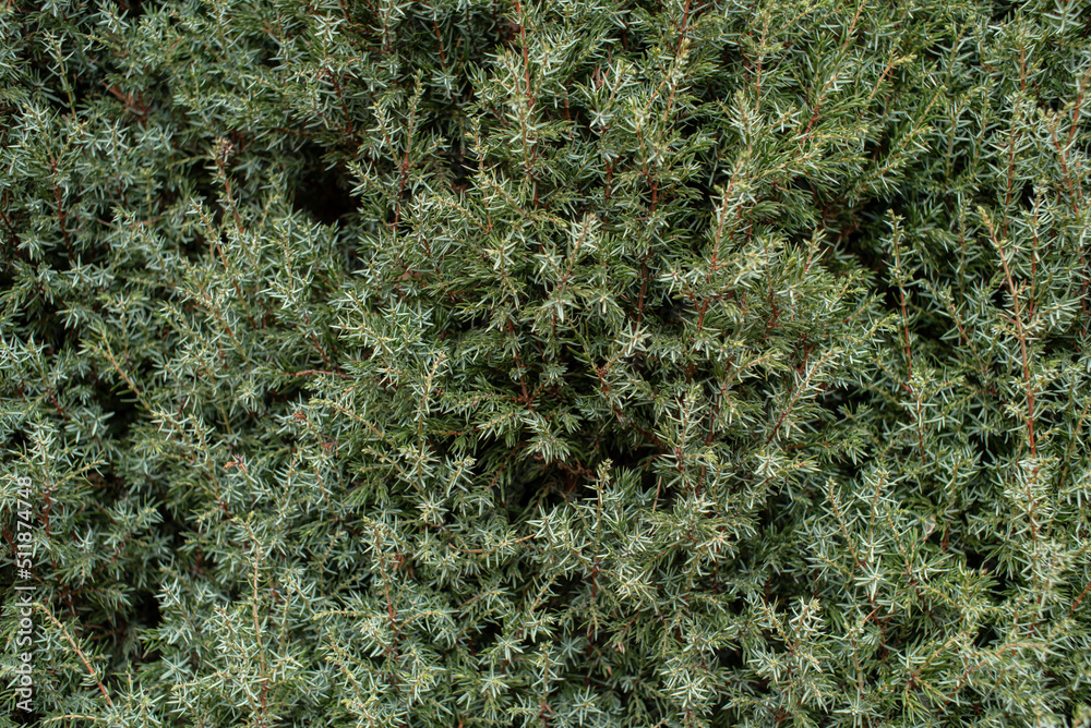 Green pine tree texture background Green pine tree texture background