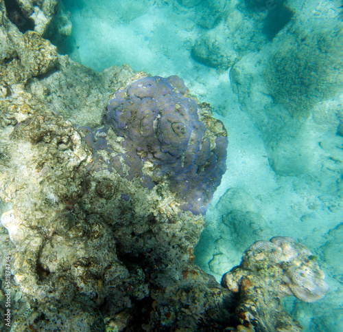 View of coral in the lagoon