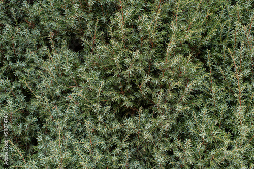 Green pine tree texture background