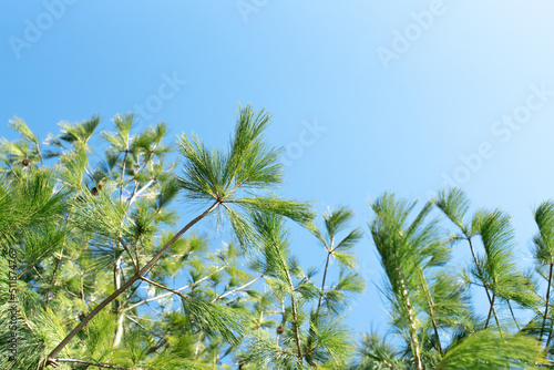 Green pine tree texture background against blue sky