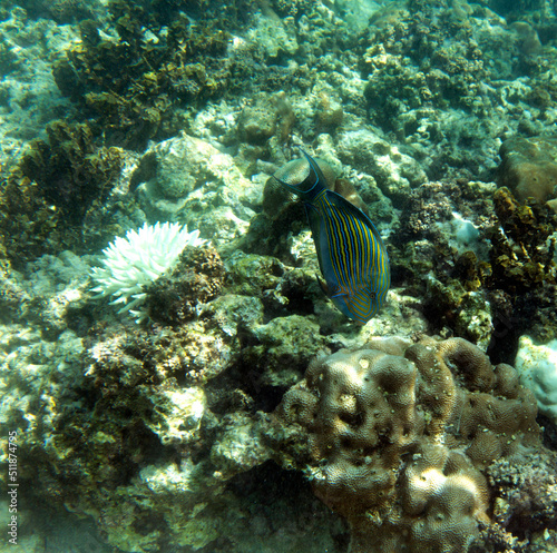 View of Acanthurus lineatus fish