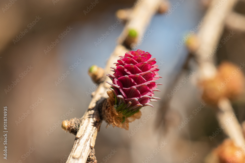 Fototapeta premium Pink conifer cone with small buds around