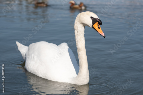Fototapeta Naklejka Na Ścianę i Meble -  White swan on the water in the autumn 