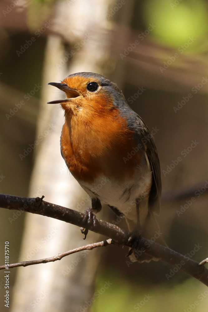 Rougegorge familier (Erithacus rubecula) Rougegorge familier (Erithacus rubecula)