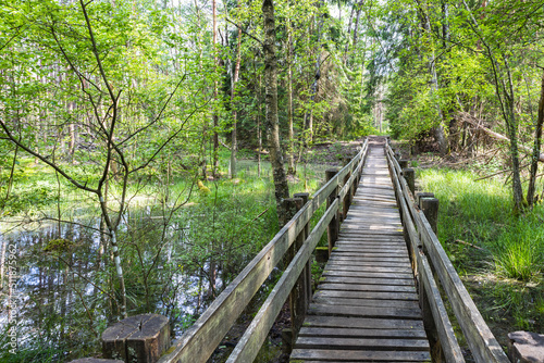 Wooden trail leading along swamp surrounded by forest. Swampy land and wetland  marsh  bog