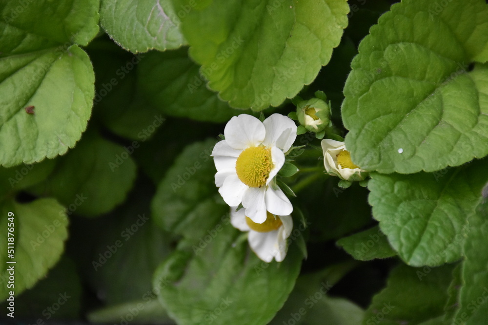 white flower with leaves white flower with leaves