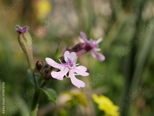 Small fragrant purple cowbell flowers on a background of green grass on a sunny spring day. Flowering of a rare semi-shrub in its natural environment. © Vladimir Kazachkov