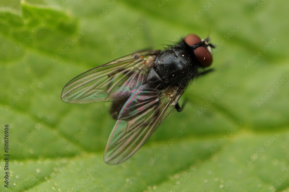 Phasia barbifrons Phasia barbifrons