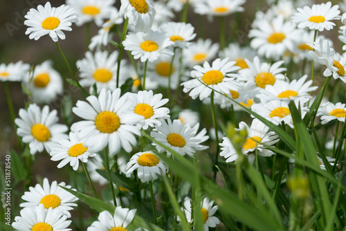 field of daisies close up