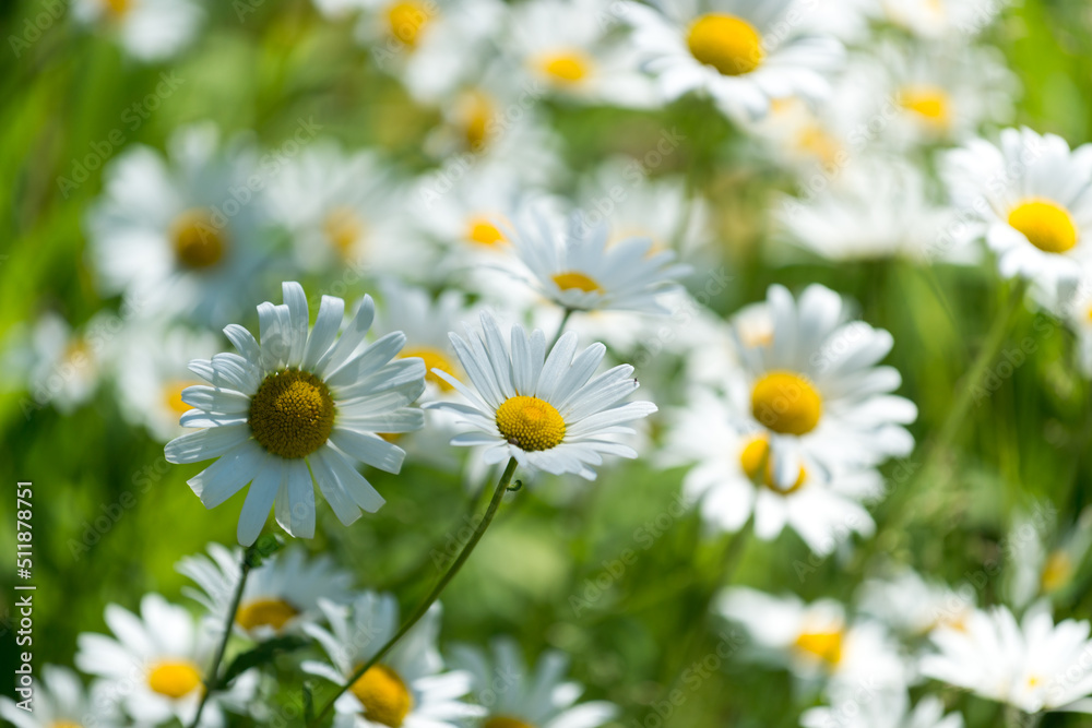 daisies close up