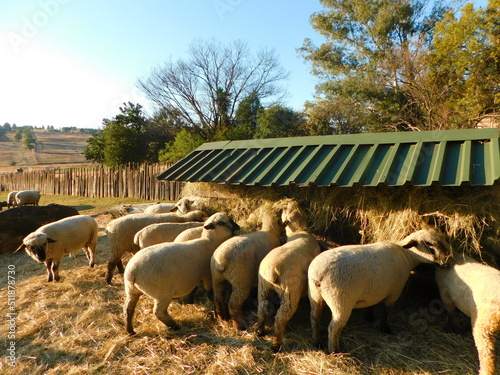 A herd of Hampshire Down Ewes standing around a metal Hay Rack with a green roof while eating the hay bales from the rack at sundown on a sheep farm in Gauteng, South Africa