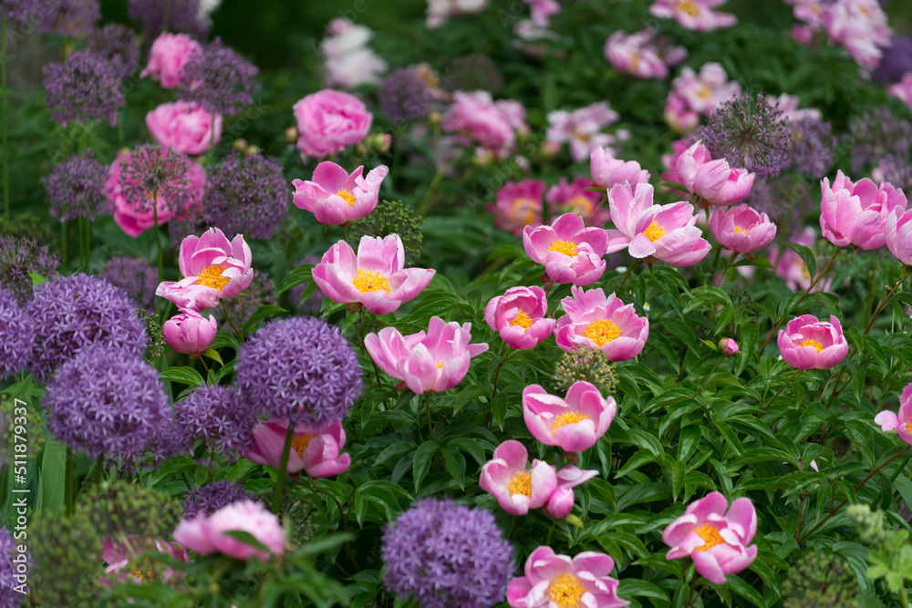 Fototapeta premium pink peony and purple allium flowers in the garden park
