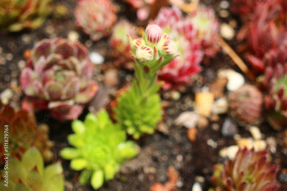 Sempervivum Cmirall's Yellow Rojnik succulent cactus flower Sempervivum Cmirall's Yellow Rojnik succulent cactus flower
