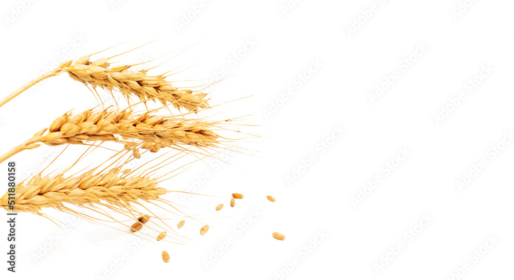 Ears of wheat isolated on white background. The problem of Ukrainian wheat exports due to the war with Russia Ears of wheat isolated on white background. The problem of Ukrainian wheat exports due to the war with Russia