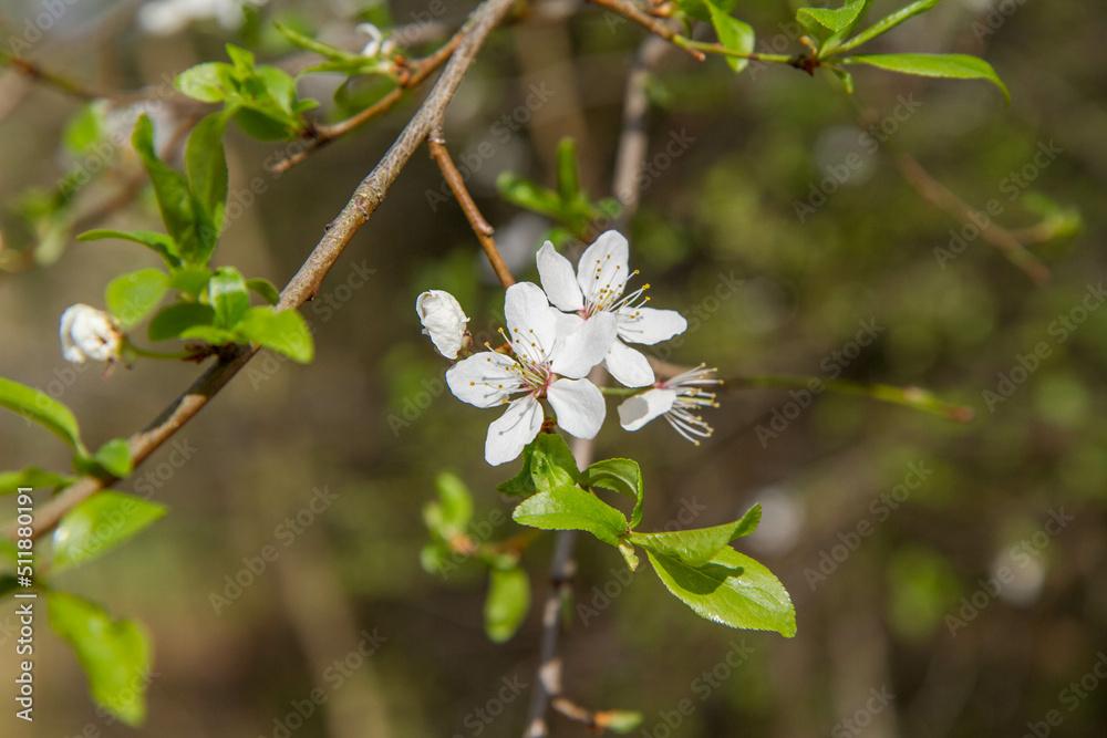 The Prunus domestica (European plum) blooming in spring