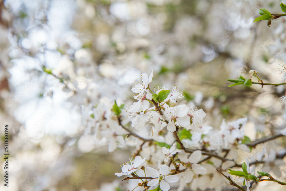 The Prunus domestica (European plum) blooming in spring The Prunus domestica (European plum) blooming in spring