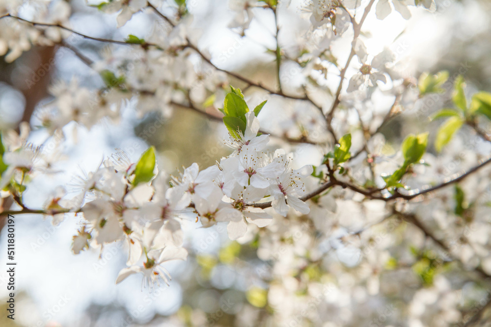 The Prunus domestica (European plum) blooming in spring The Prunus domestica (European plum) blooming in spring