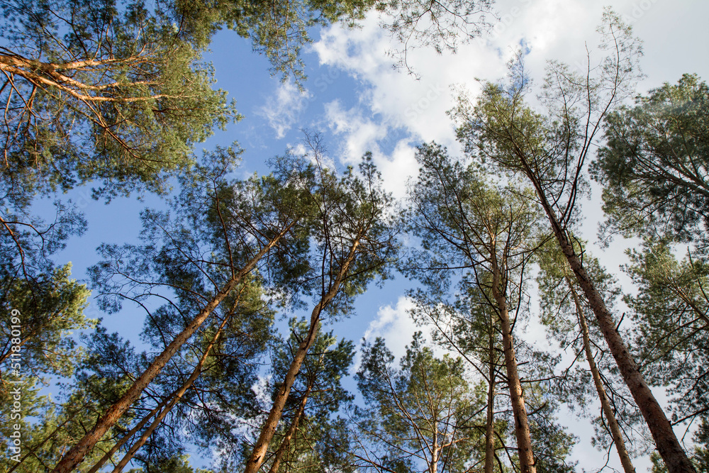 Obraz premium Pine forest - trees seen upwards against the sky