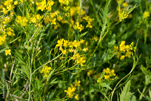 Rorippa sylvestris, creeping yellowcress flowers selective focus photo
