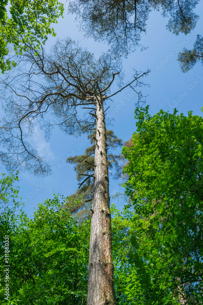Fototapeta premium trees in the forest