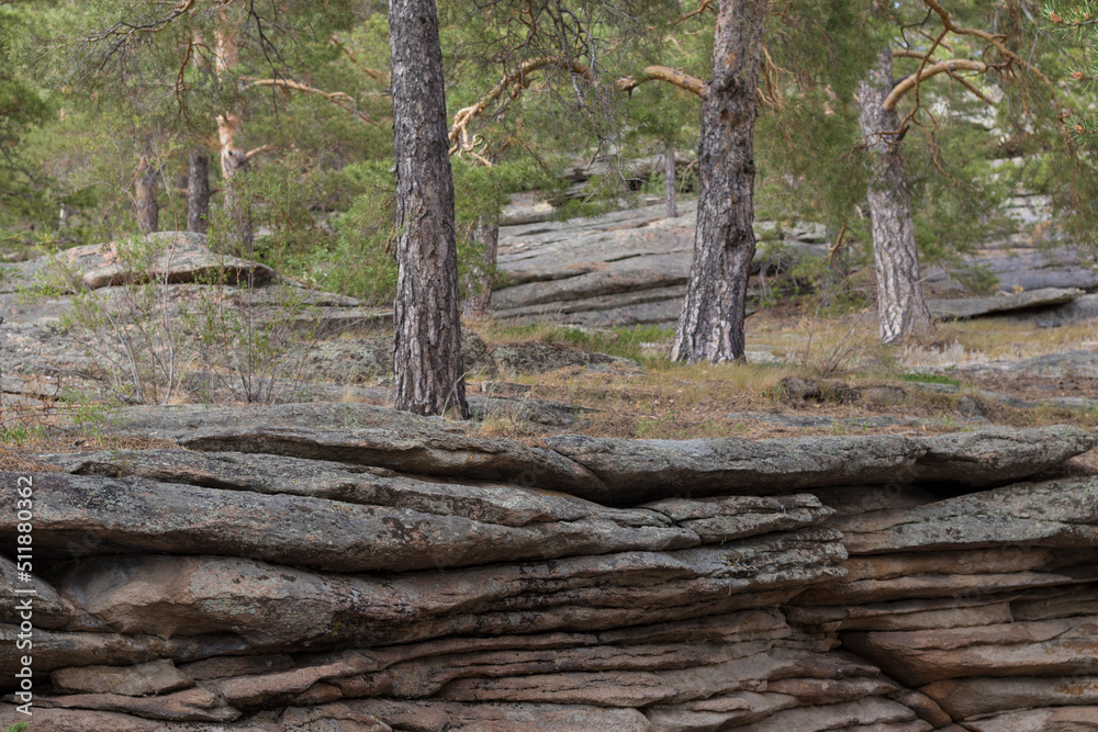 trees grow on flat rocks trees grow on flat rocks