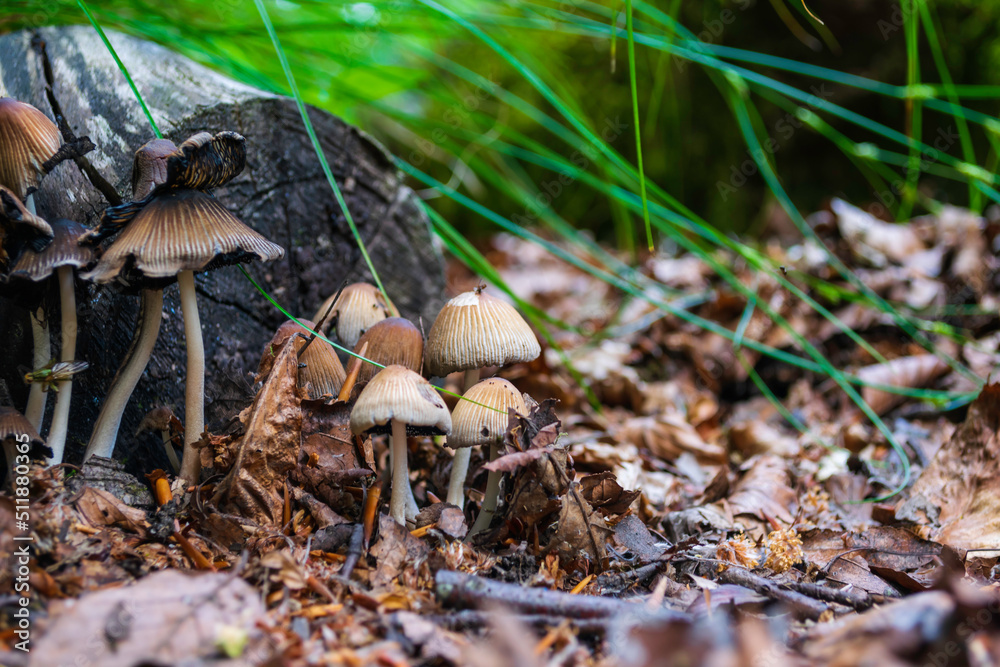 mushroom in the forest mushroom in the forest