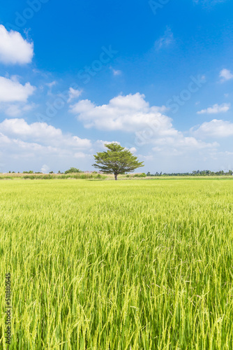 Rice field and blue sky clouds background  Thailand.