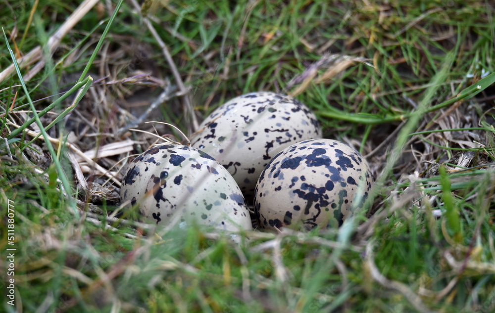 Obraz premium Gelege eines Austernfischers