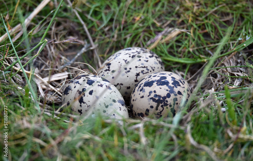Gelege eines Austernfischers
