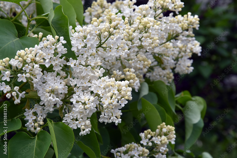 Blooming lilac trees in the Lilacs garden in Moscow