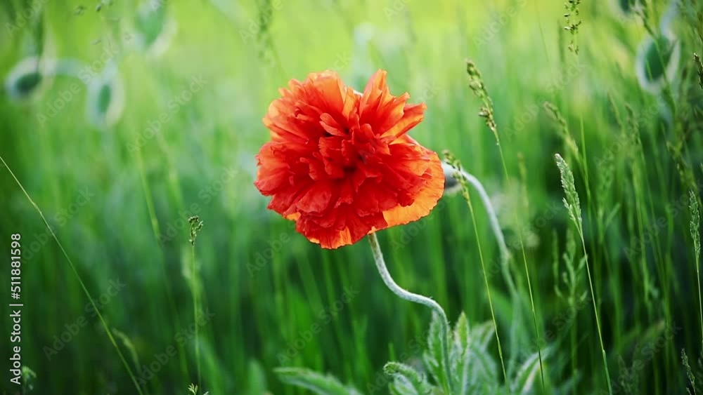 Red poppy in the field. Juicy green grass.Spring.