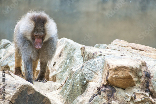 Baboon on rock. Relaxed monkeys that live in the family association. Big monkeys © Martin