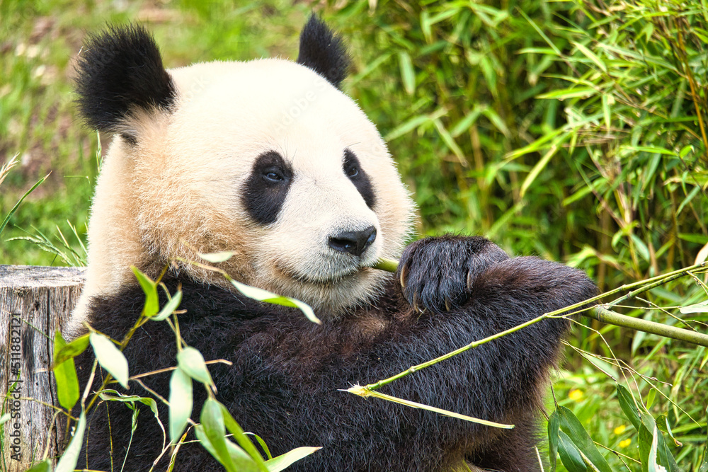 Obraz premium big panda sitting eating bamboo. Endangered species. Black and white mammal