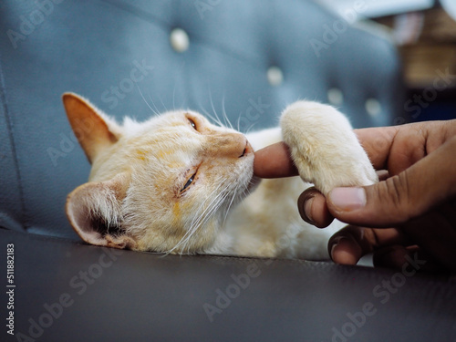 human playing with lazy cat