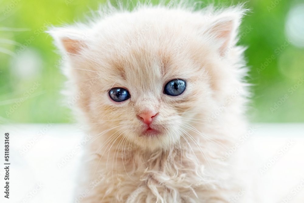 Cute kitten with light fur in the garden on a blurred background, portrait of a kitten
