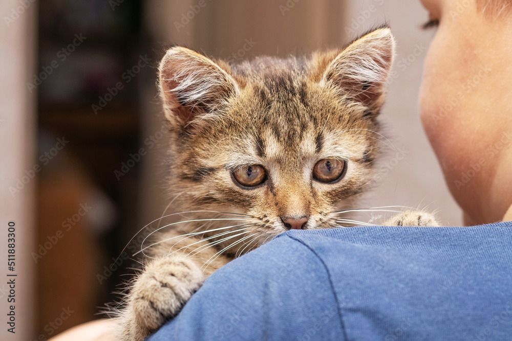 Obraz premium The boy is holding a cute striped kittenThe boy is holding a cute striped kitten