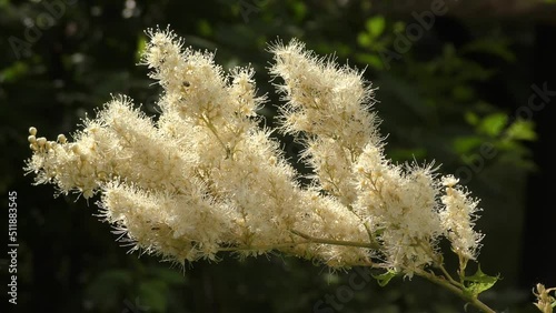 Inflorescences of Sorbaria sorbifolia (Latin Sorbaria sorbifolia) or false spirea in the summer garden  photo