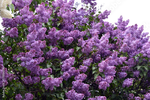 Blooming lilac trees in the Lilacs garden in Moscow