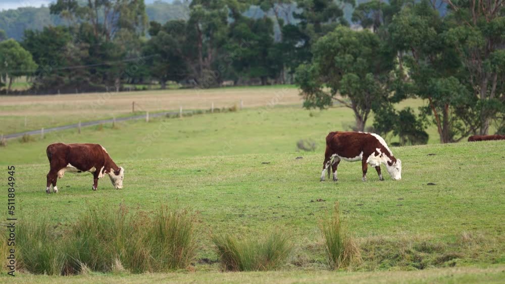 Hereford cows in a field on a regenerative agriculture farm. Hereford cows in a field on a regenerative agriculture farm.