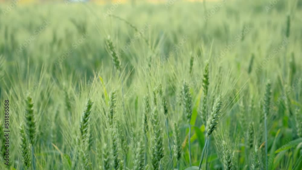 Close up of female hand touches green leaves of young wheat in field at beautiful sunlight. Tender and sensual connection to nature and environment. Concept natural farming and conscious traveling Close up of female hand touches green leaves of young wheat in field at beautiful sunlight. Tender and sensual connection to nature and environment. Concept natural farming and conscious traveling