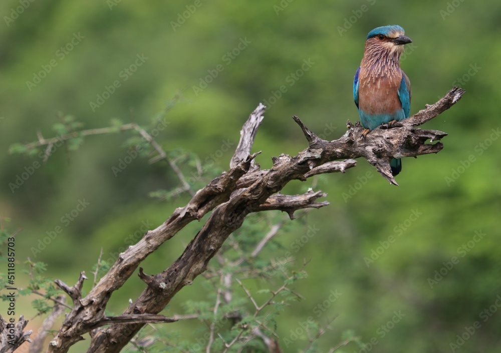 Wildlife Birds in Sri Lanka National Park Wildlife Birds in Sri Lanka National Park
