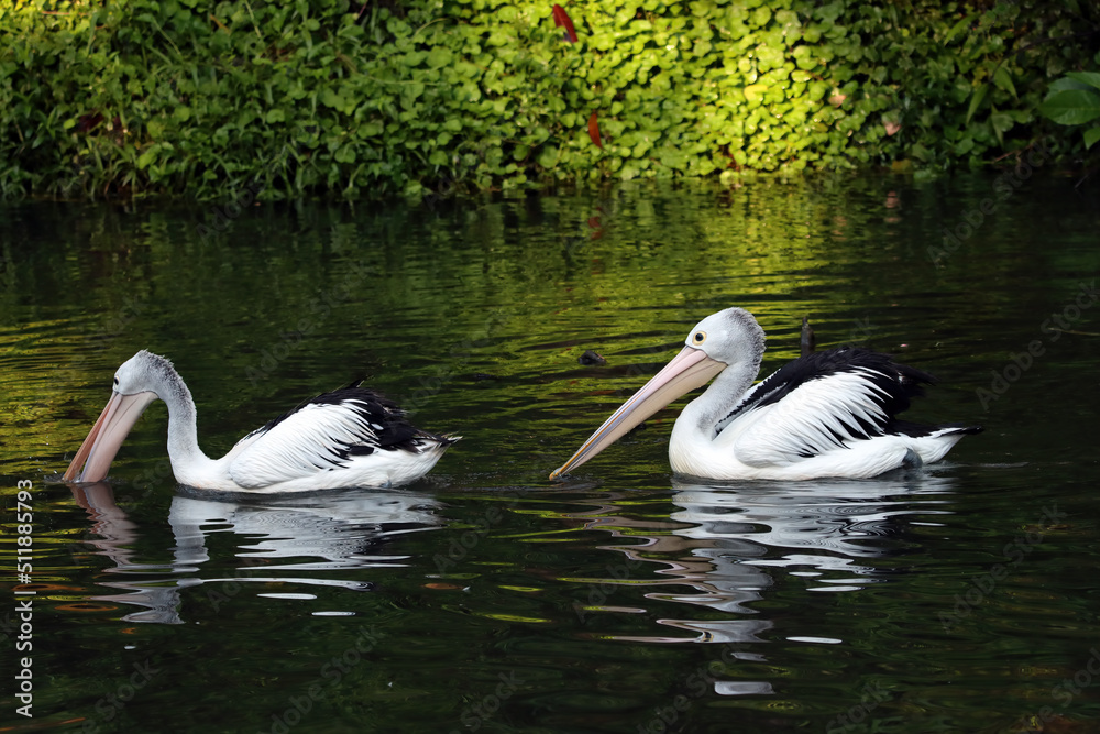 The pelicans swimming for food in the river look beautiful with the shadows in the water The pelicans swimming for food in the river look beautiful with the shadows in the water