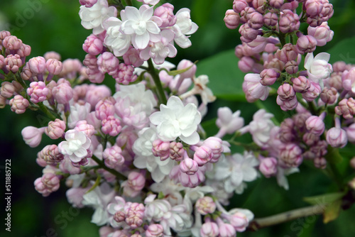 Blooming lilac trees in the Lilacs garden in Moscow