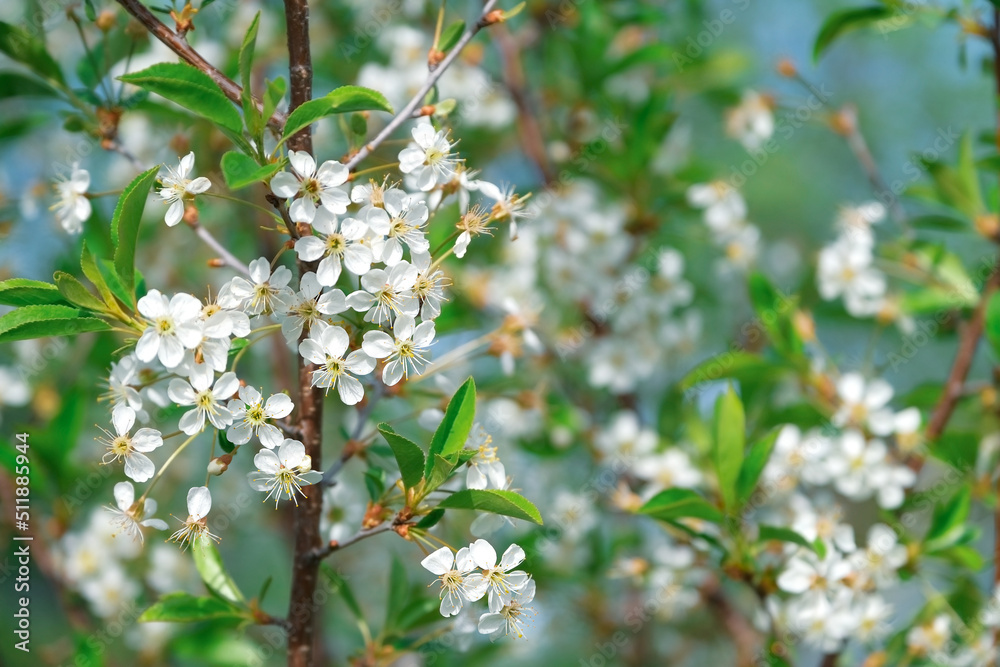 Fototapeta premium Branches of a blossoming tree with white small flowers in the garden. Spring and bloom