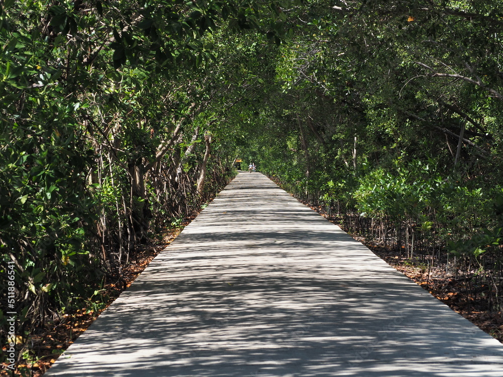 Obraz premium path in the forest
