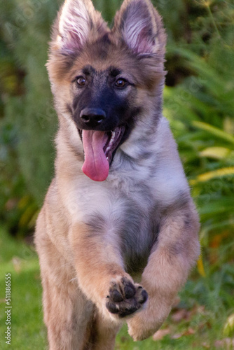 german shepherd dog